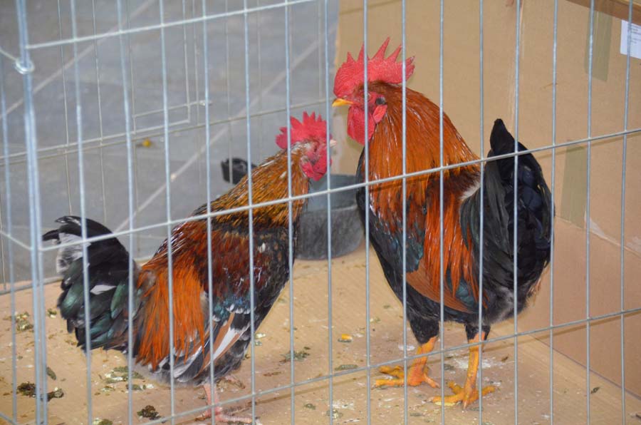 Farsangvég a kakasok jegyében